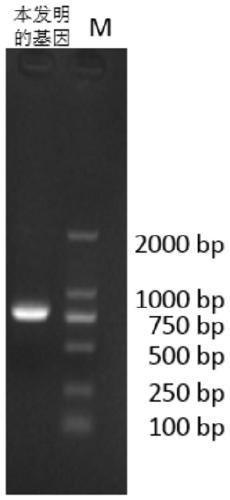 7α-hydroxysteroid dehydrogenase gene s1-a-2