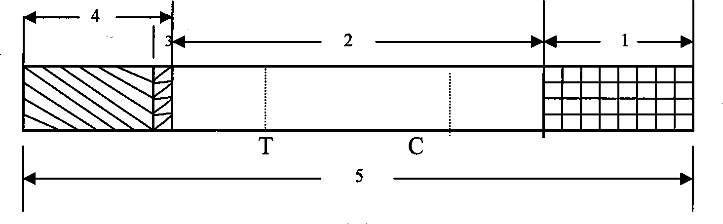 Test paper strip for rapidly detecting brucellosis IgM antibody colloidal gold