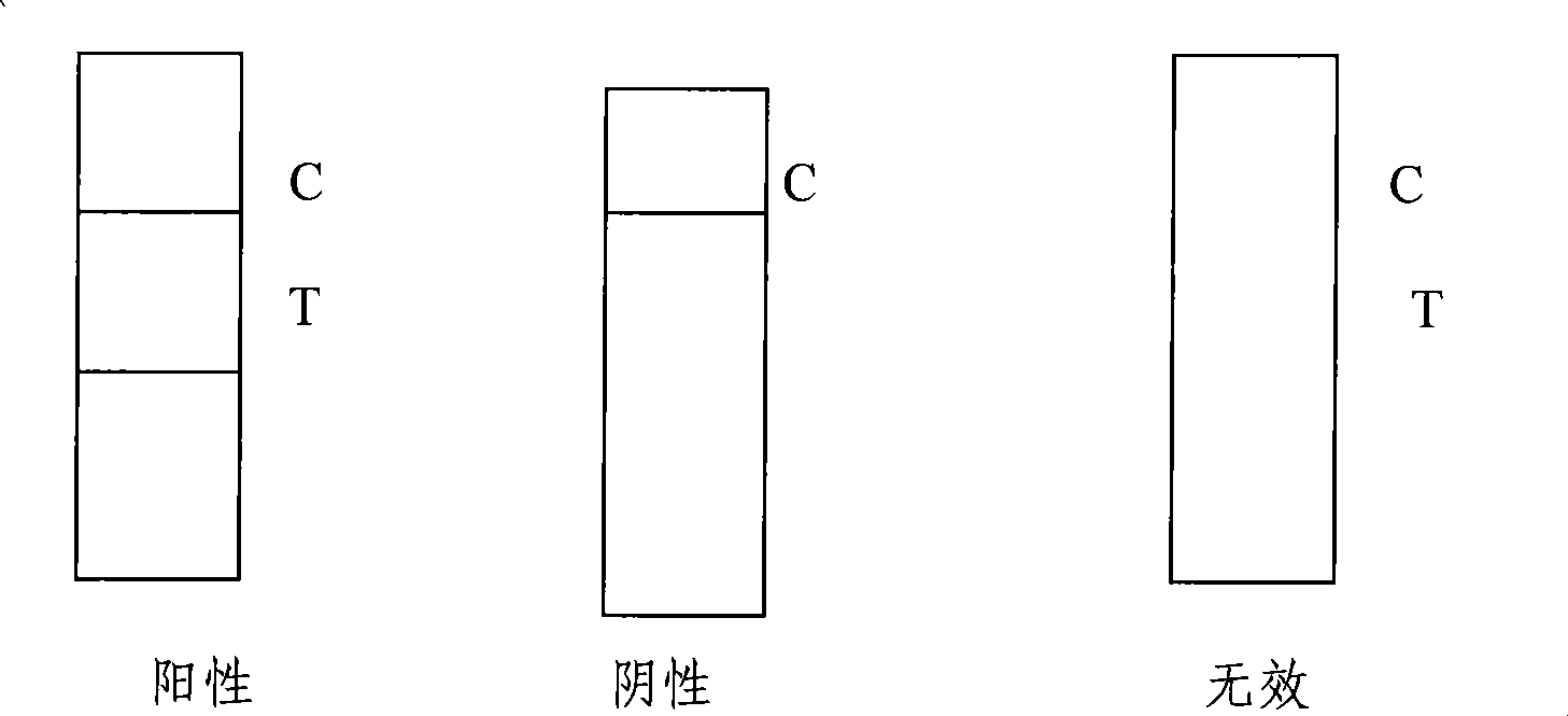 Test paper strip for rapidly detecting brucellosis IgM antibody colloidal gold