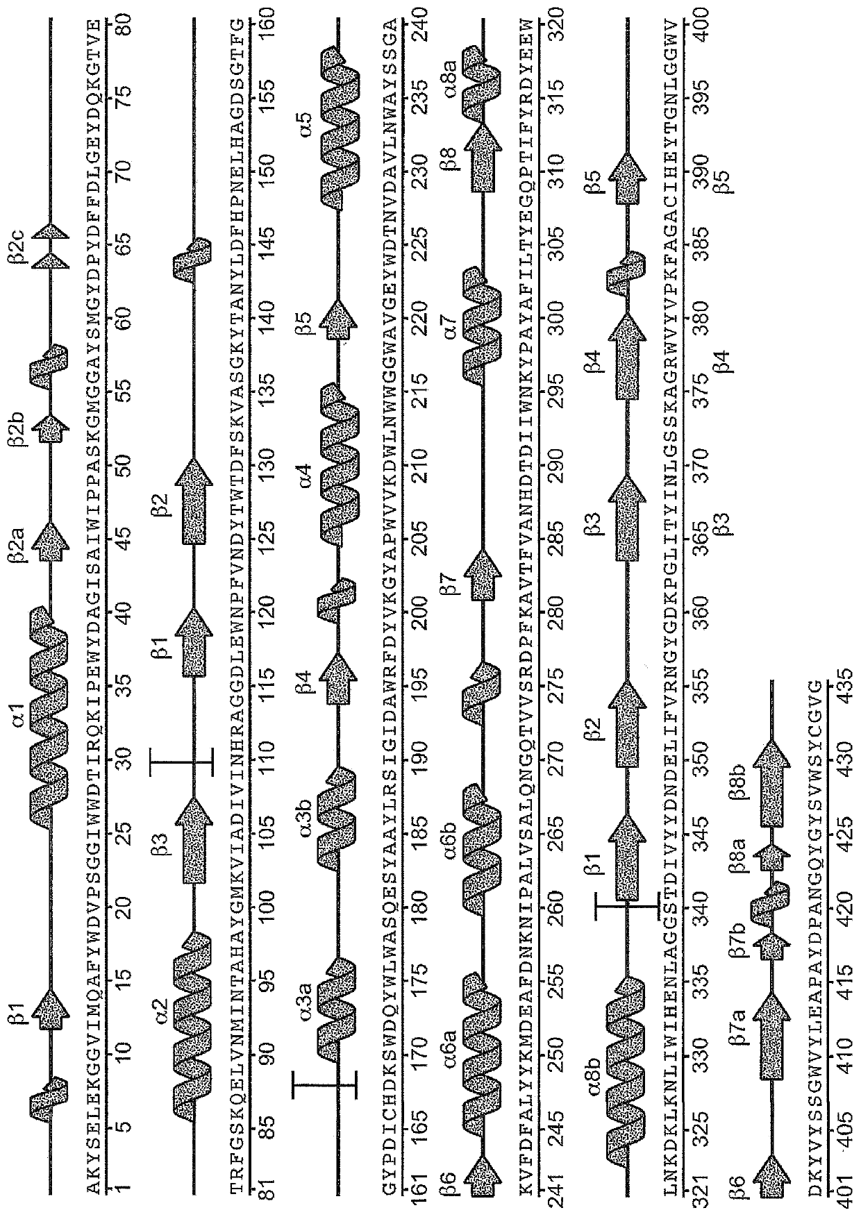 Variant alpha amylases with enhanced activity on starch polymers