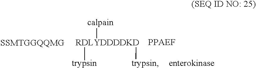 Tandem fluorescent protein constructs