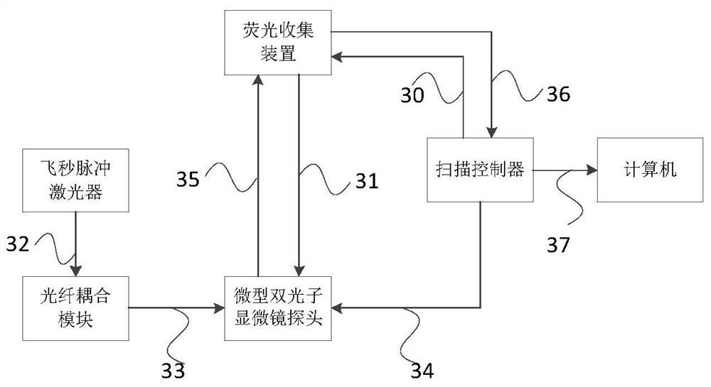 Fluorescence collection device, miniature two-photon microscope and two-photon imaging method