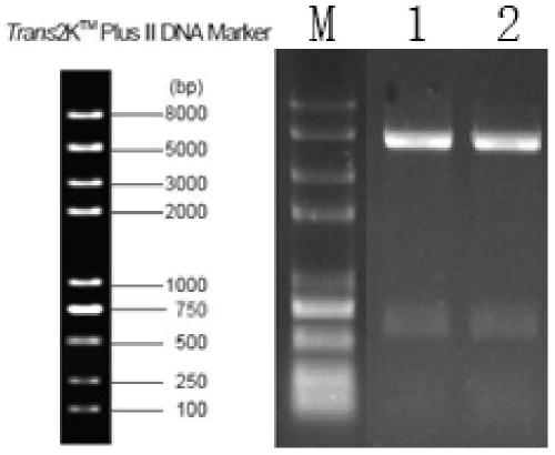 Method for preparing chicken akirin2 protein using insect cell expression system