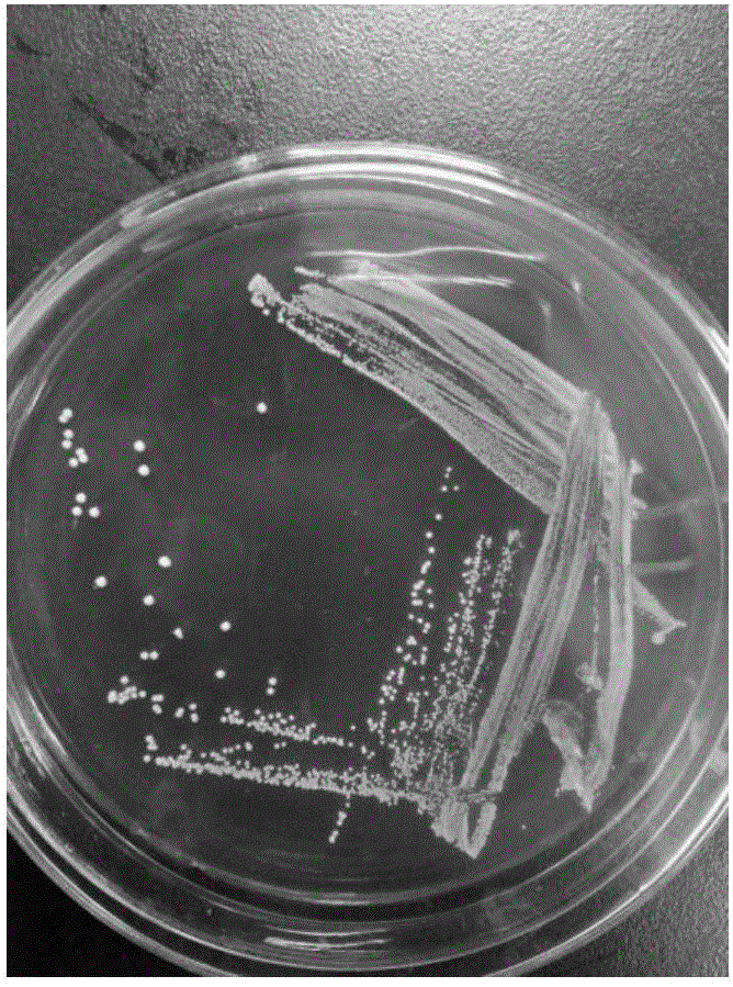 Method for degrading fungal toxins in animal bodies through lactobacillus acidophilus