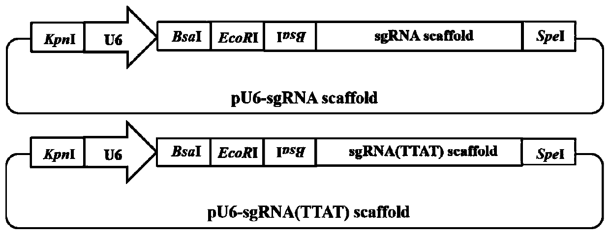 High-activity sgRNA framework having two mutated basic groups, sgRNA framework carrier and application of sgRNA framework carrier