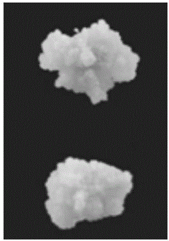 Somatic embryo all-solid cultivation plant regeneration method of hybridized liriodendron tulipifera by deionized formamide