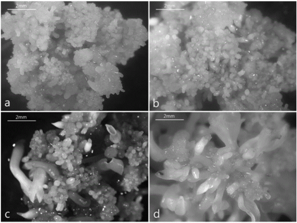 Somatic embryo all-solid cultivation plant regeneration method of hybridized liriodendron tulipifera by deionized formamide