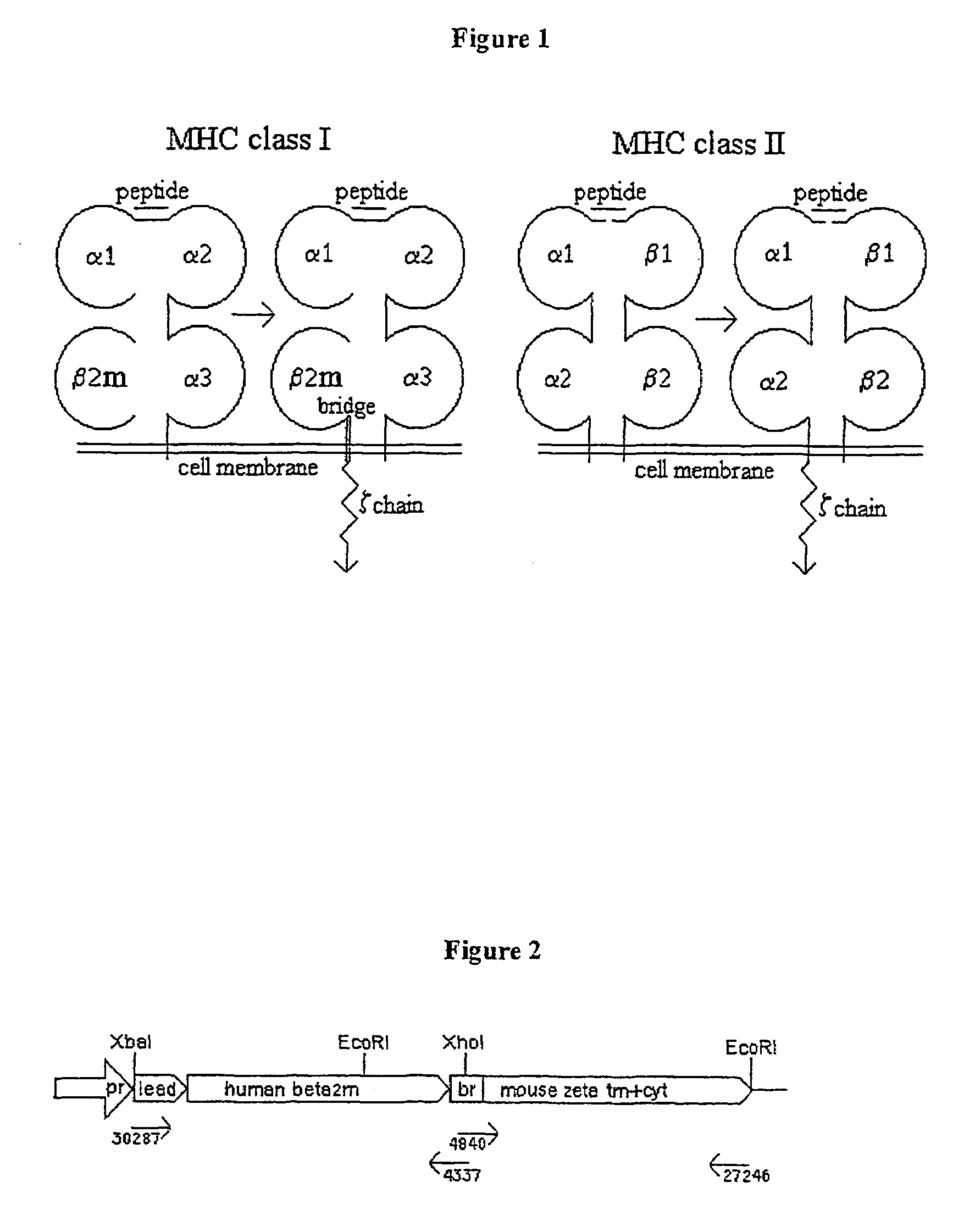 Genetically-engineered MHC molecules