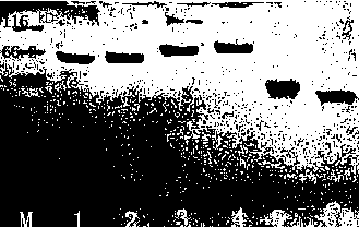 Hybridoma cell strain, anti-salbutamol monoclonal antibody generated by hybridoma cell strain and application