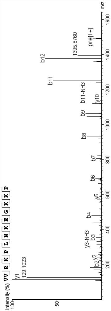 Biologically active peptide with amino acid structure vvrkplnkegkkp and its preparation method and application