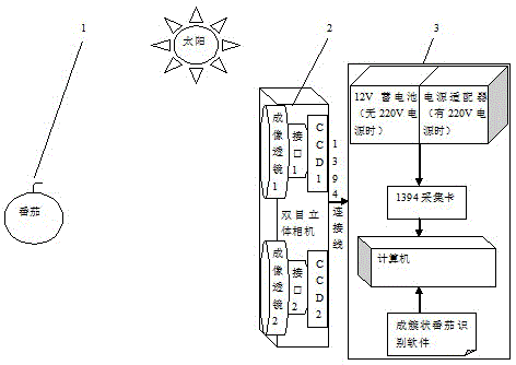 Binocular stereoscopic vision based clustered tomato identification method