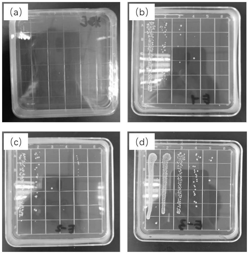 Environment-friendly biomass antibacterial insect repellant and preparation method thereof