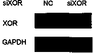 siRNA (small interfering Ribonucleic acid) for specifically inhibiting XOR (oxidoreductase) gene expression and application of siRNA