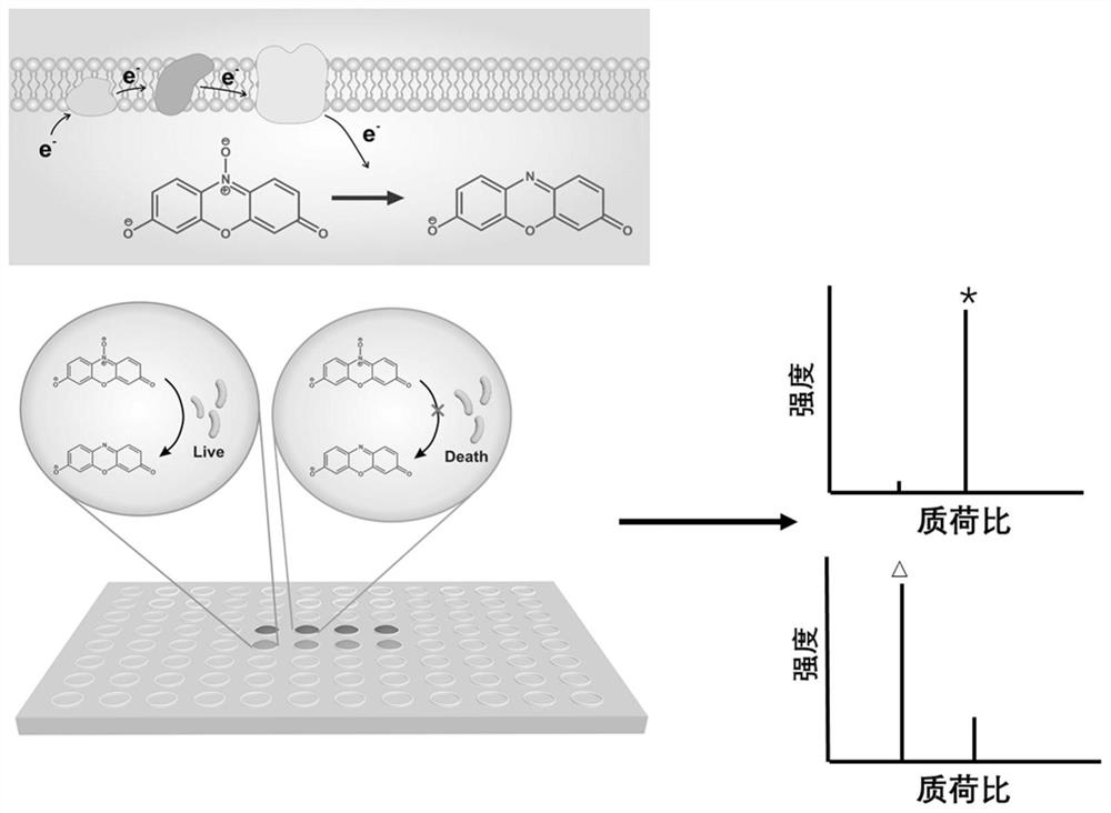 A method for rapid detection of bacterial activity based on laser desorption ionization mass spectrometry