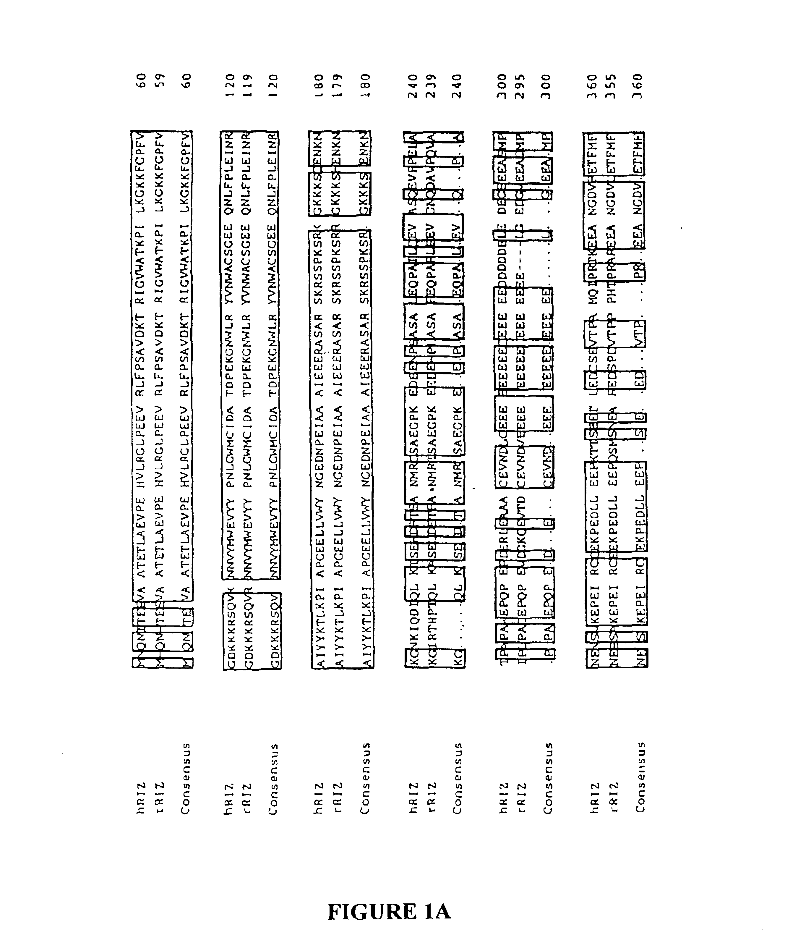 Methods of detecting and treating microsatellite-instability positive tumors using RIZ