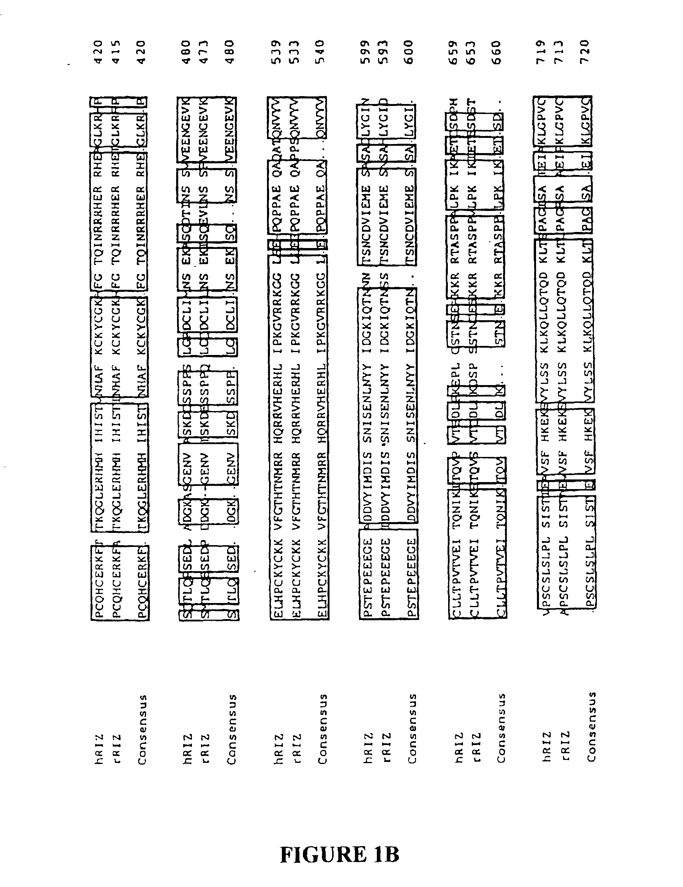 Methods of detecting and treating microsatellite-instability positive tumors using RIZ