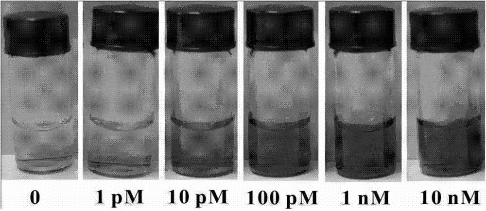 Molecular detecting method based on exonuclease and G tetramer and detecting kit