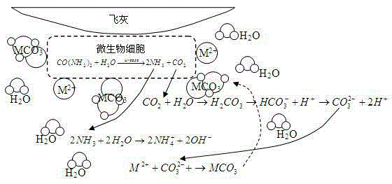 Method for achieving aggregation of waste incineration fly ash through microorganism mineralization