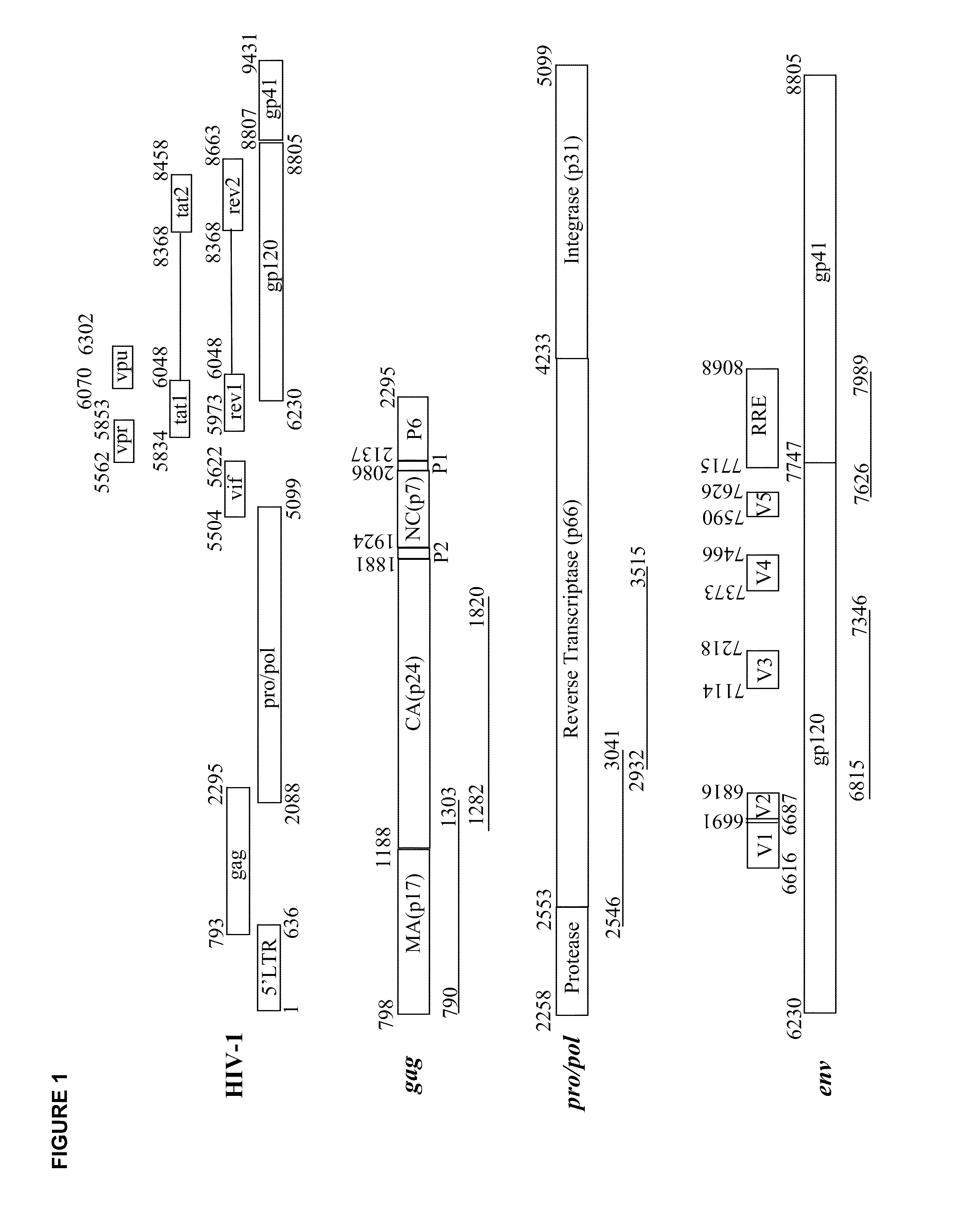 Process for the Selection of HIV-1 Subtype C Isolates, Selected HIV-1 Subtype Isolates, Their Genes and Modifications and Derivatives Thereof