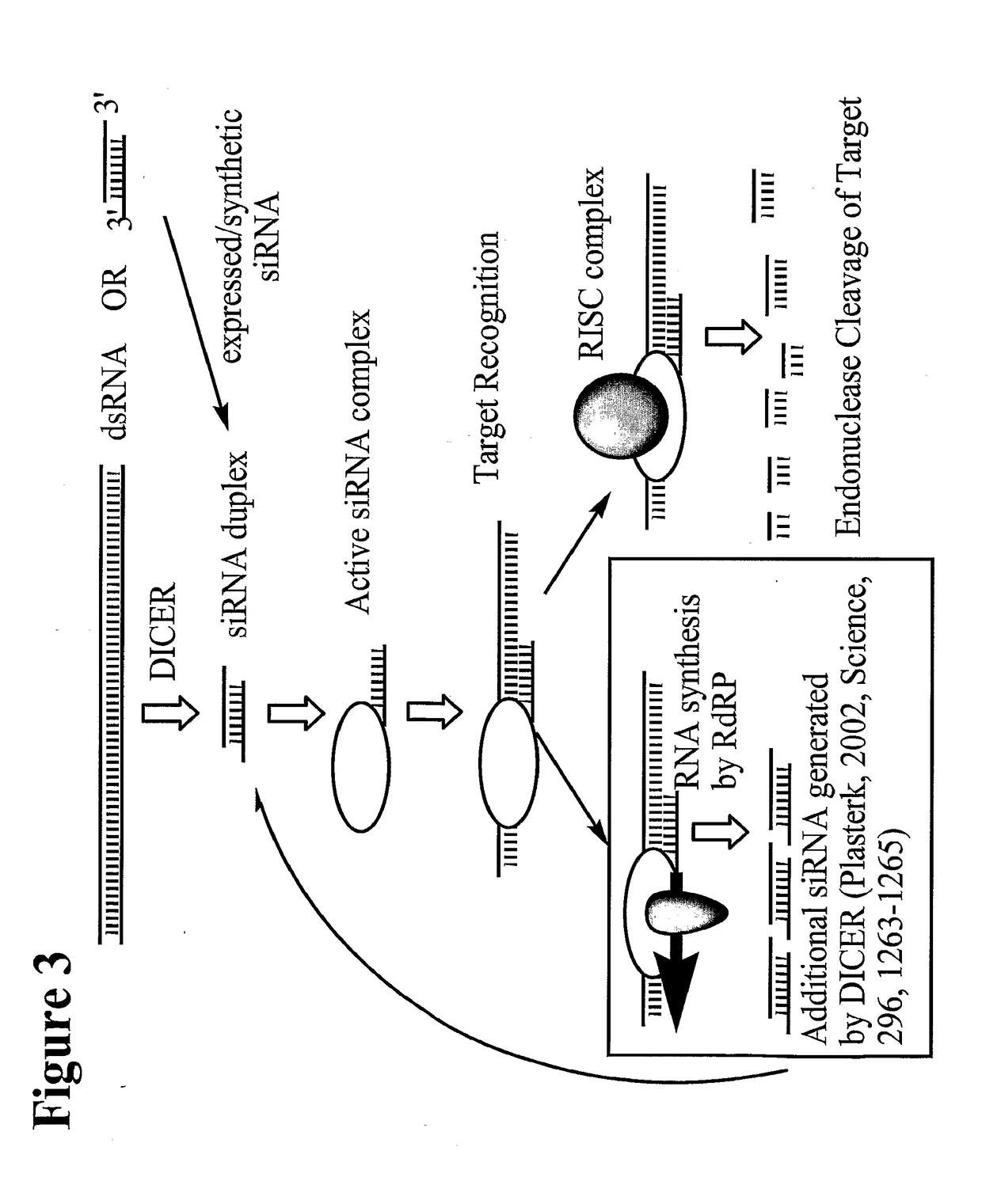 Chemically modified multifunctional short interfering nucleic acid molecules that mediate RNA interference