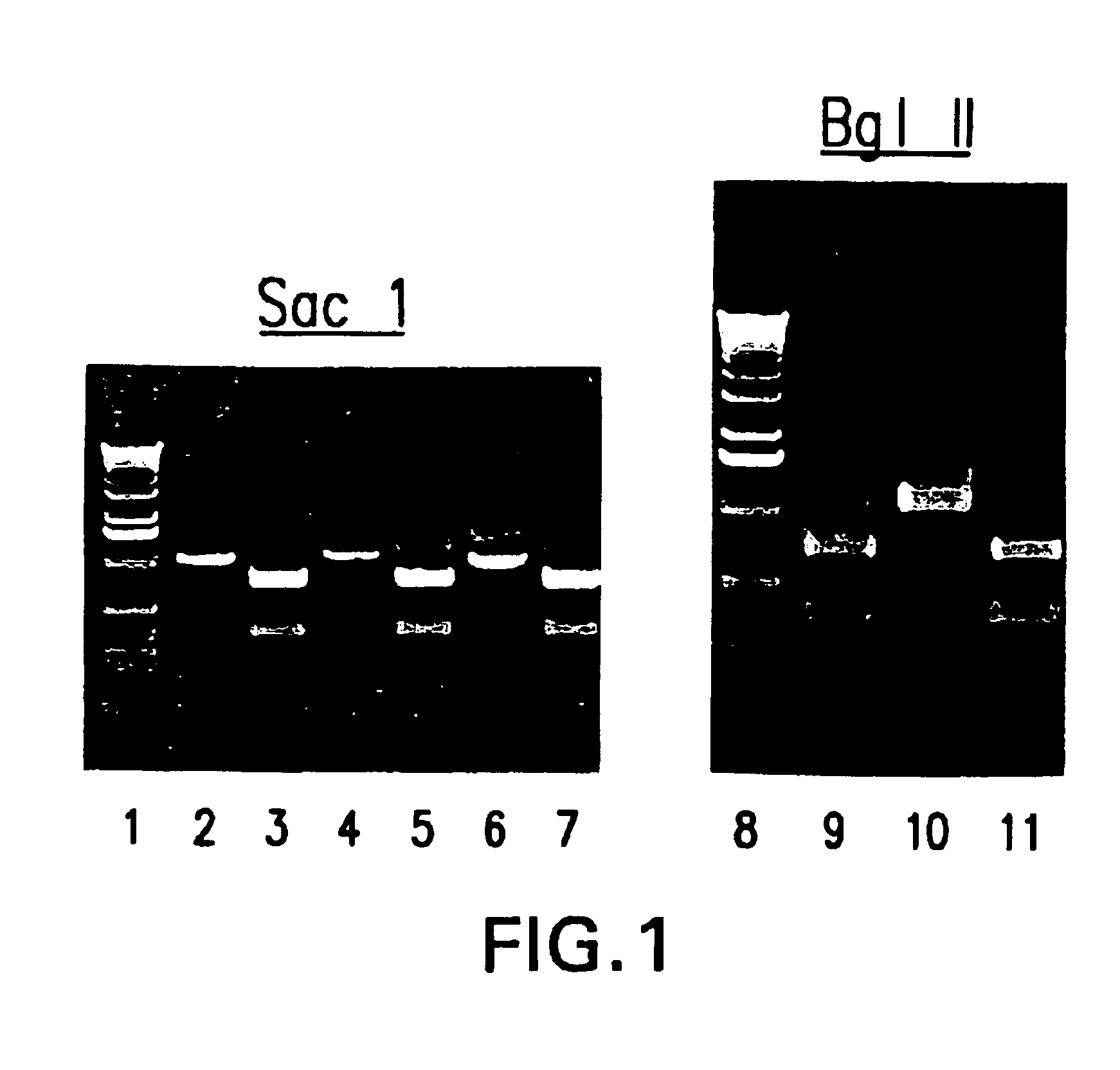 Recombinant parainfluenza virus expression systems and vaccines