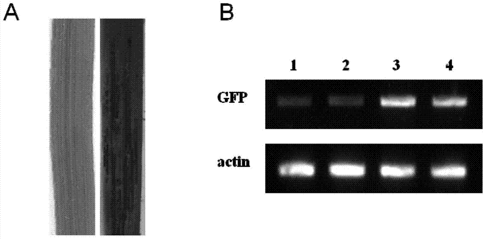 A wheat promoter induced by rust fungus