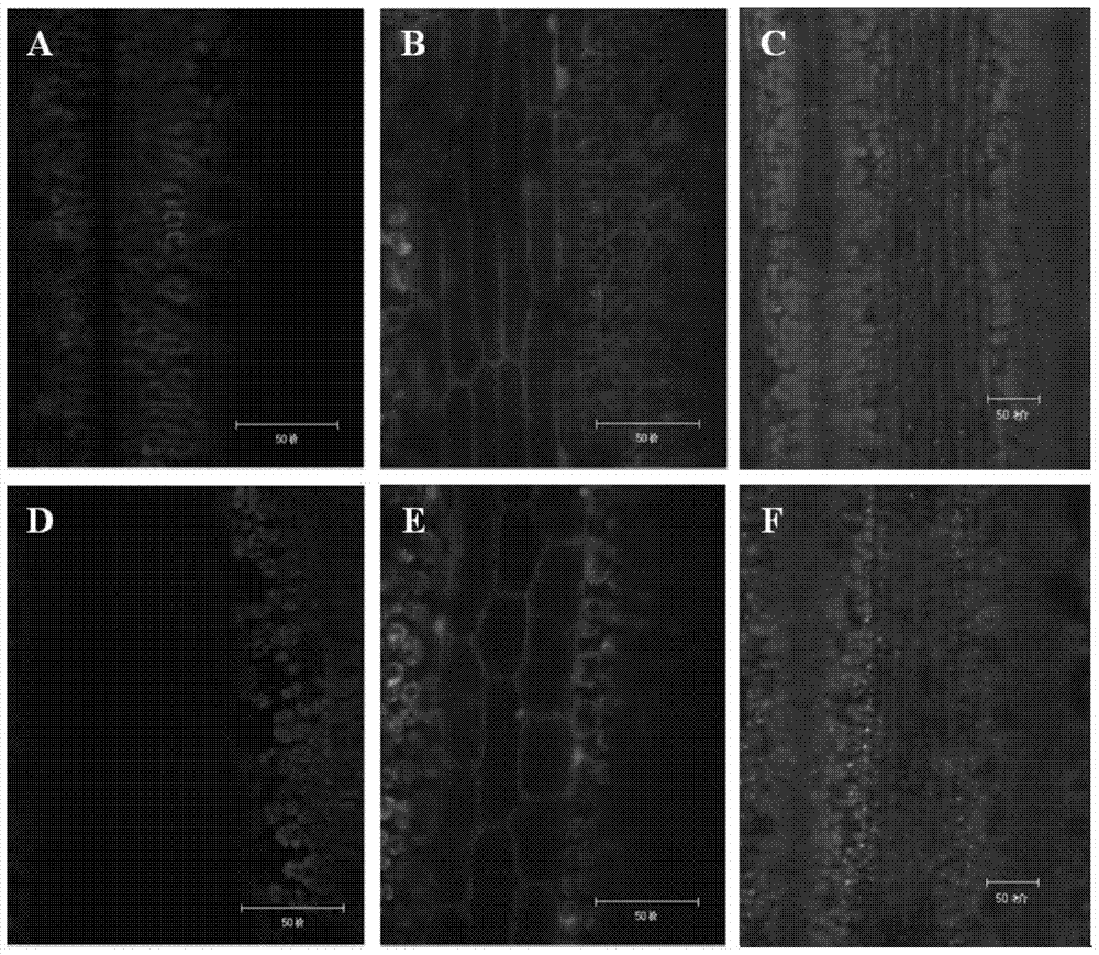 A wheat promoter induced by rust fungus