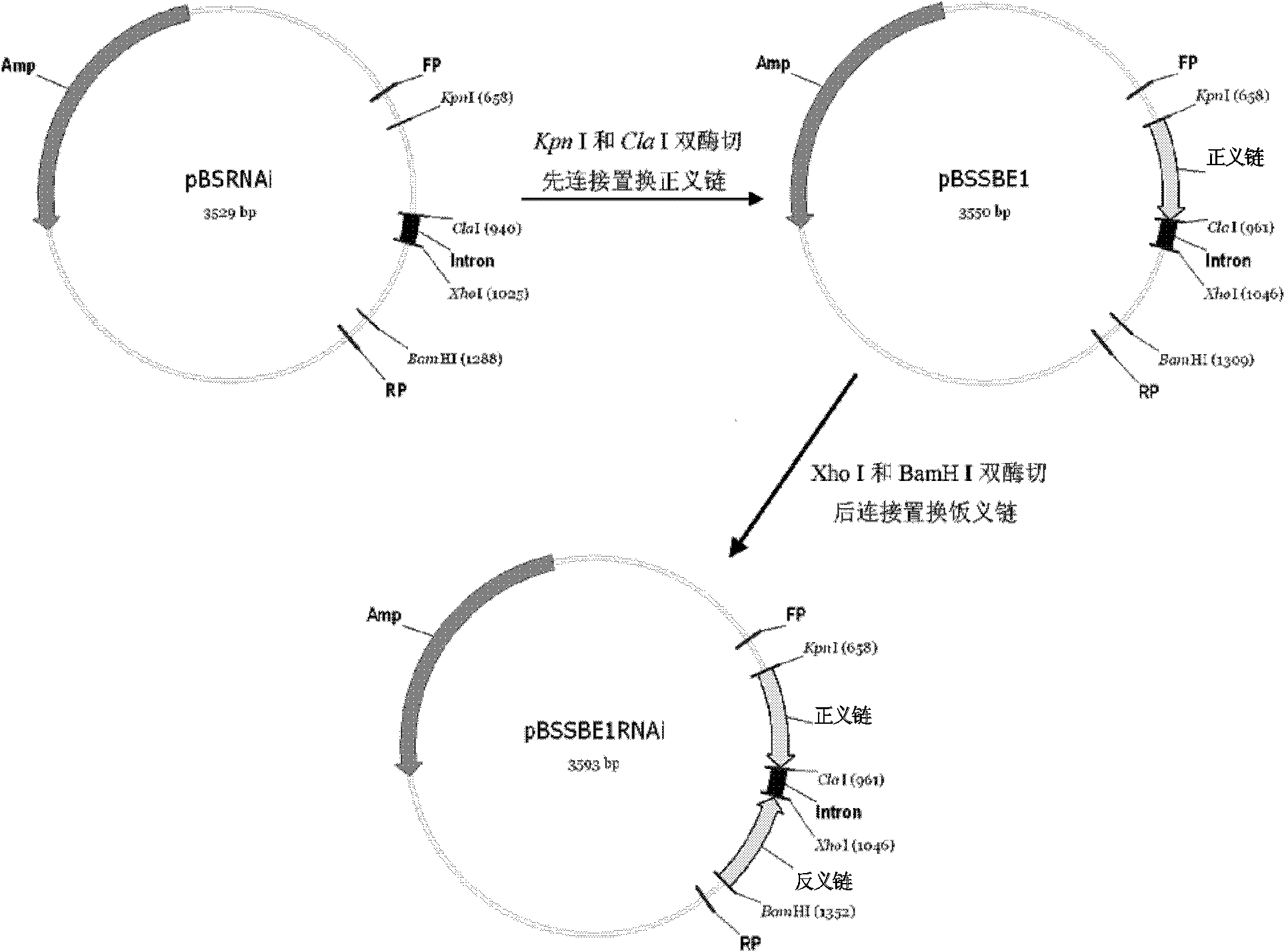 Method of adjusting content of plant amylose and amylopectin