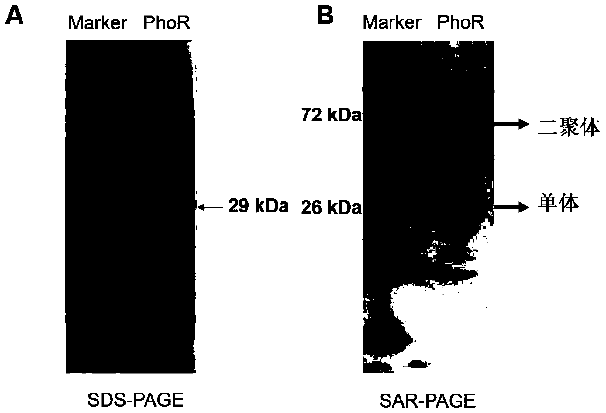 05SAR-PAGE and preparation method and application thereof