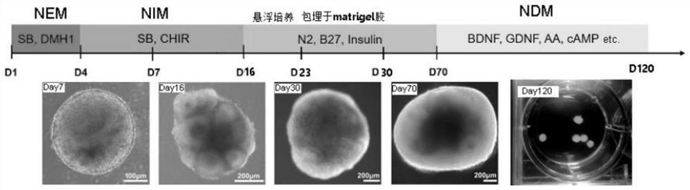 Method for constructing brain-like tissue using umbilical cord mesenchymal stem cells