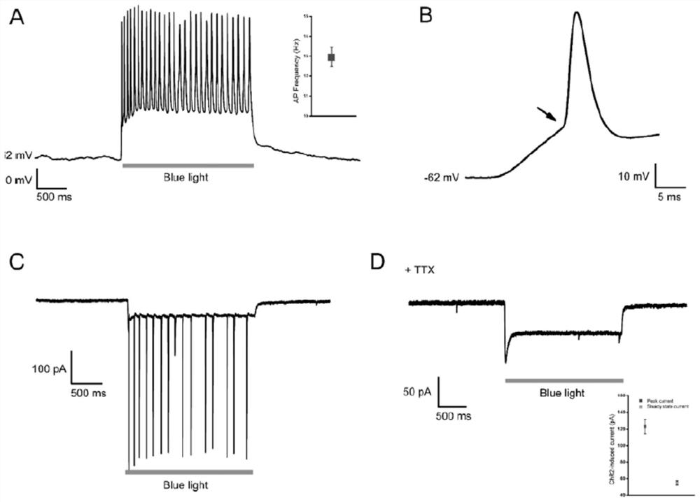 Method for constructing brain-like tissue using umbilical cord mesenchymal stem cells