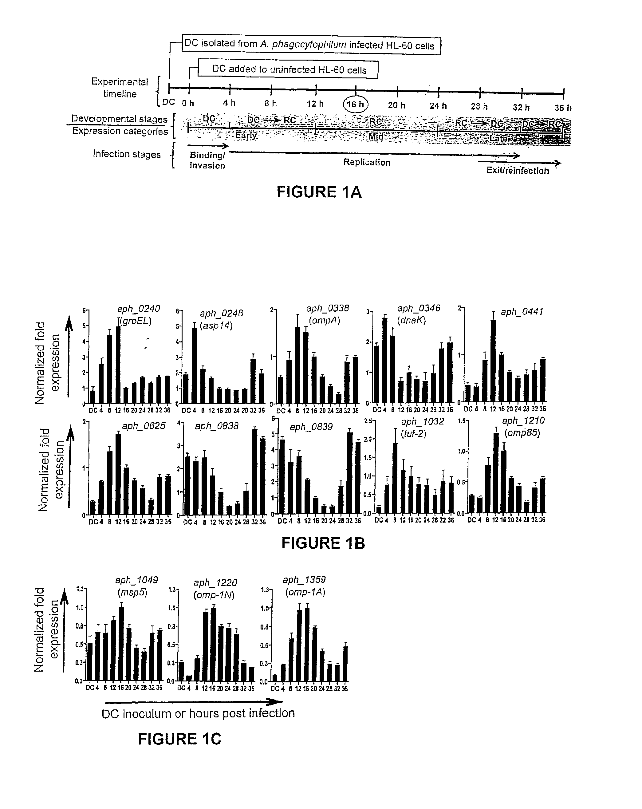 Ompa and asp14 in vaccine compositions and as diagnostic targets