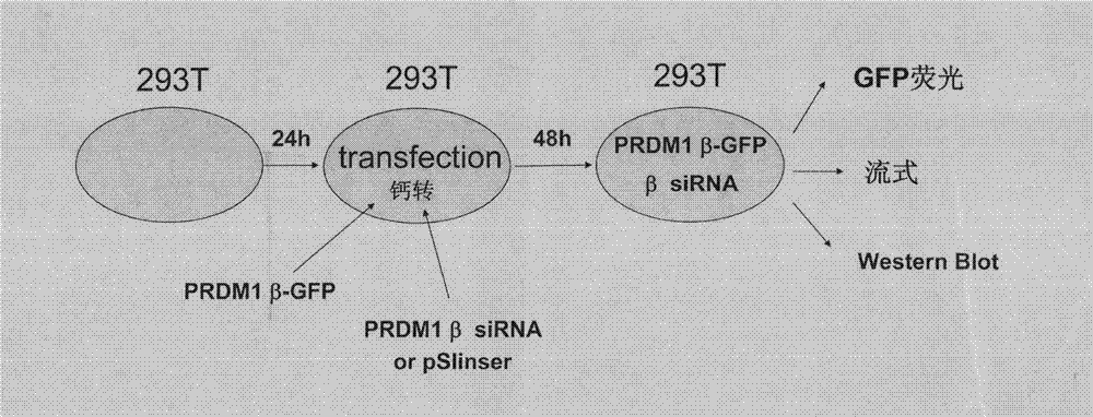 Group of siRNA molecules capable of effectively reducing PRDM1beta expression and application thereof