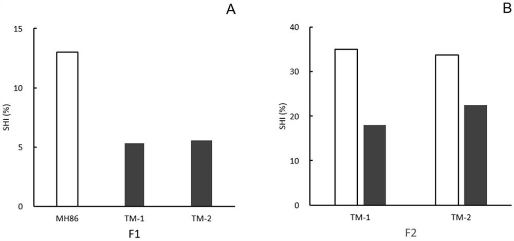 use  <i>sh4</i> Method for gene silencing to reduce seed shattering of hybrid offspring of cultivated rice and weedy rice