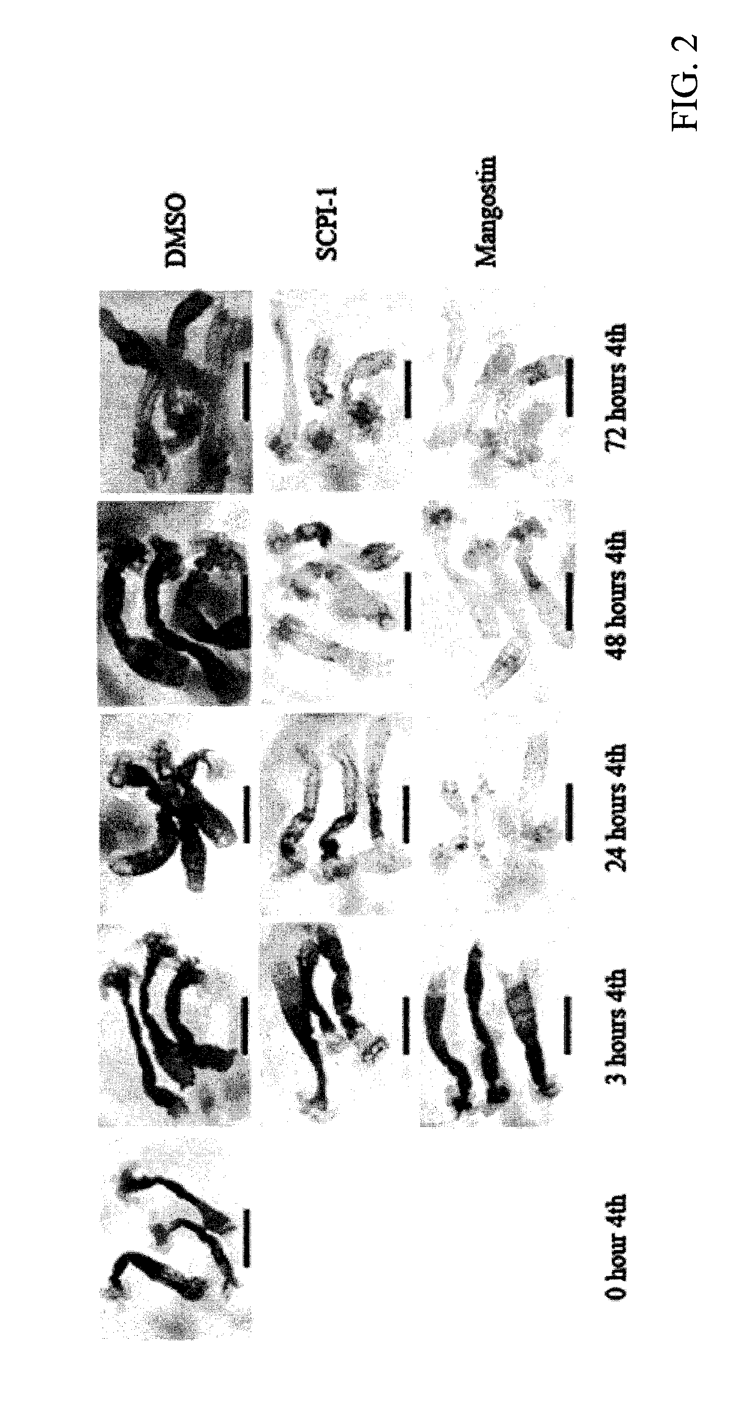 Use of α-mangostin as a mosquito larvicide