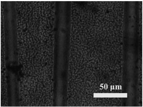 Method for constructing multi-stage morphology polypyrrole film based on in-situ wrinkling and stretch retraction