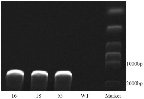 Application of cotton GHPSAT2 gene in promoting flowering of plants