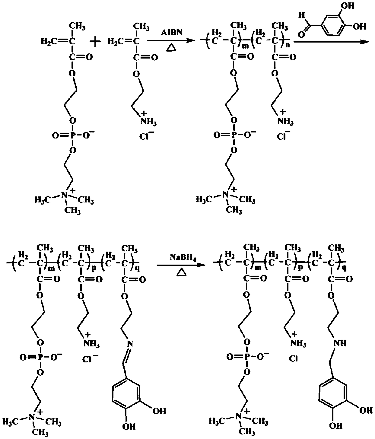 A method for synthesizing double biomimetic polymers based on the reaction of aldehyde groups and amino groups