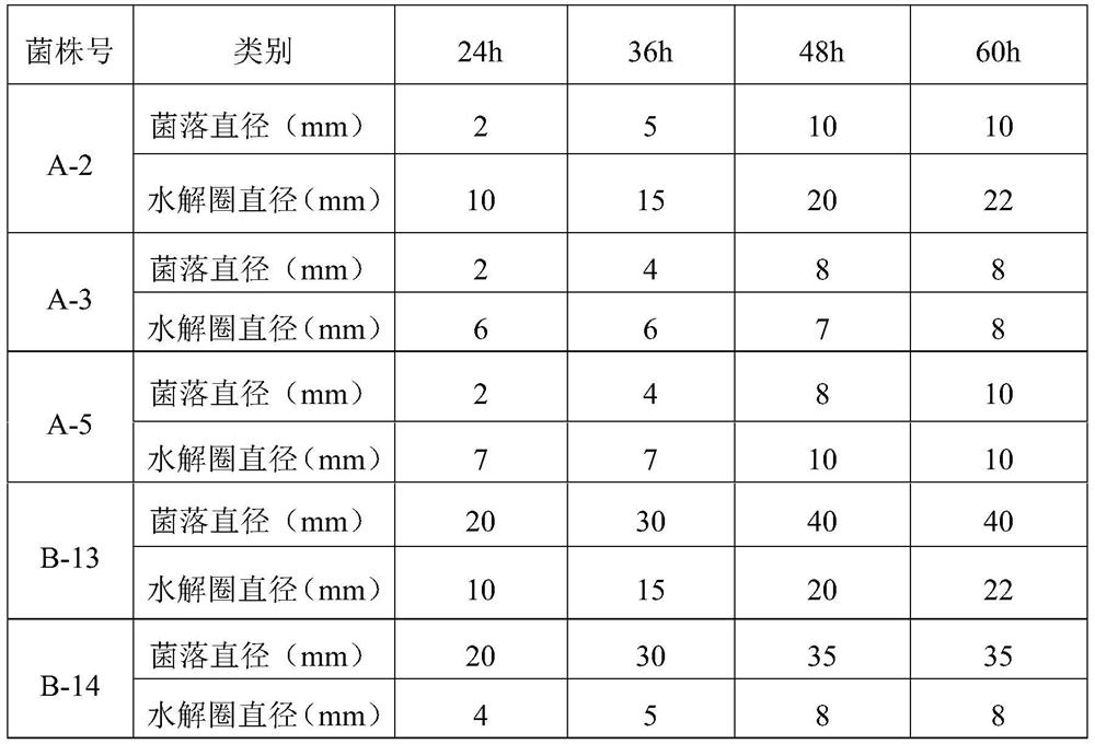 Bacillus siamese, bacterial agent and its application