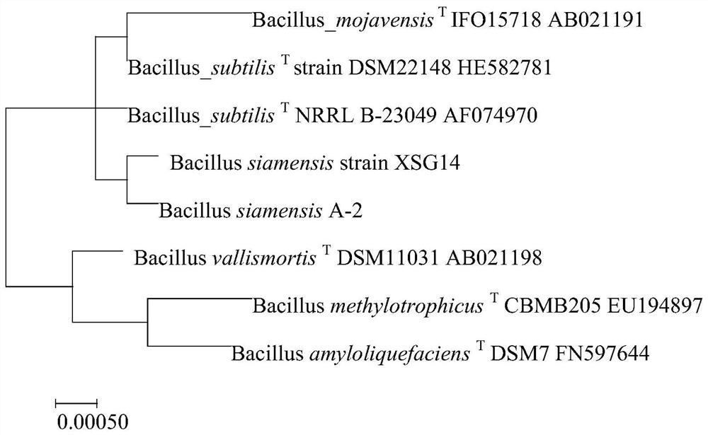 Bacillus siamese, bacterial agent and its application