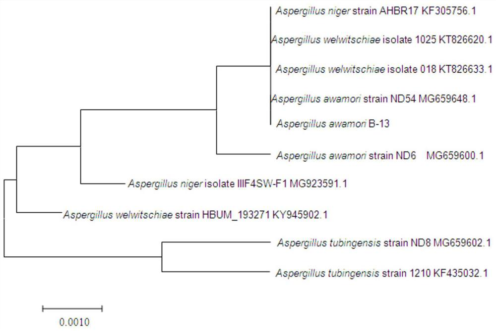 Bacillus siamese, bacterial agent and its application