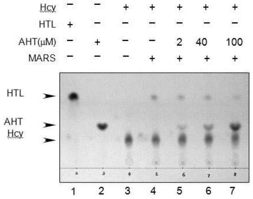 Hcy structural analog aht that inhibits methionyl-tRNA synthetase to produce htl and its application