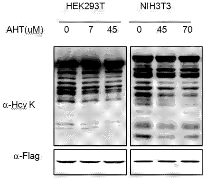 Hcy structural analog aht that inhibits methionyl-tRNA synthetase to produce htl and its application