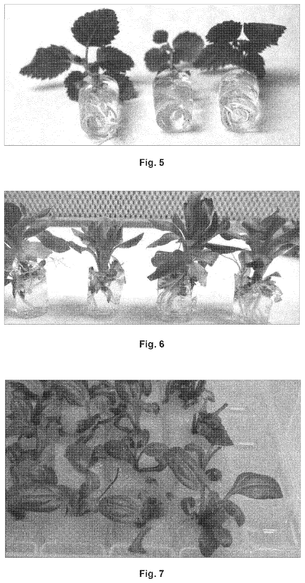 Nutrient medium for automated cultivation of plants