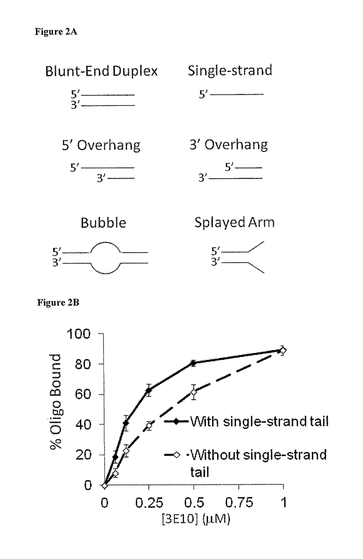 Cell-penetrating anti-DNA antibodies and uses thereof inhibit DNA repair