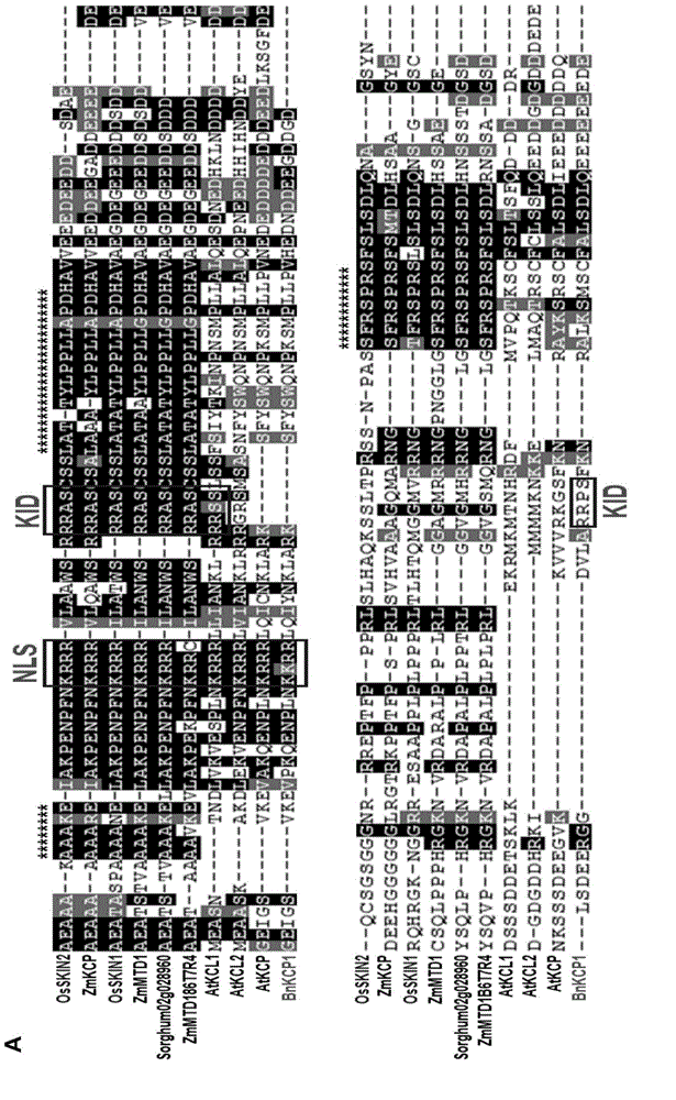 SKIN gene silencing plasmid and transformed plant cell containing plasmid