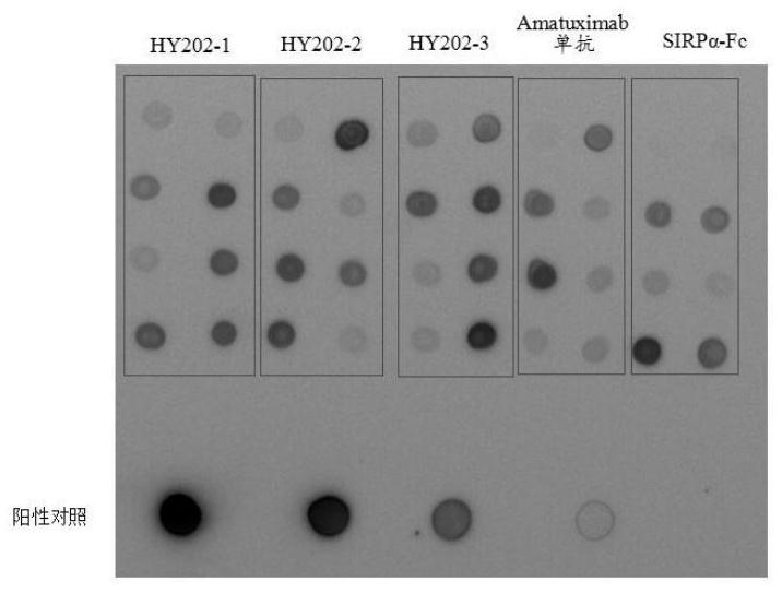 Recombinant bifunctional fusion protein and application