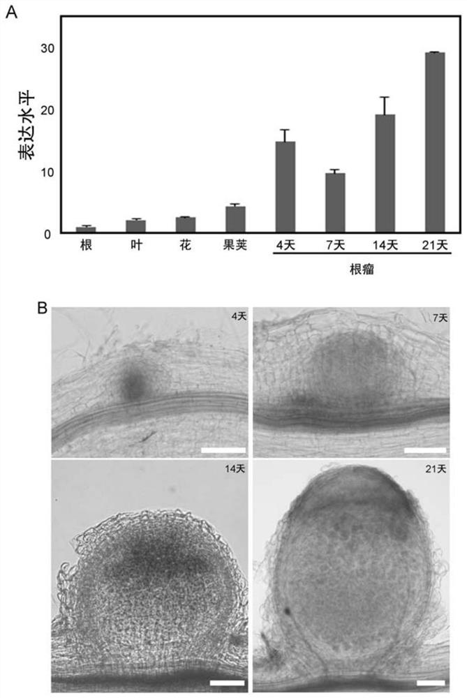 Application of nKCBP protein in regulation and control of nitrogen fixation capability of leguminous plants