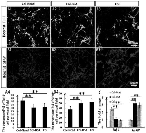 Tissue engineering material for nerve injury repair as well as preparation method and application of tissue engineering material