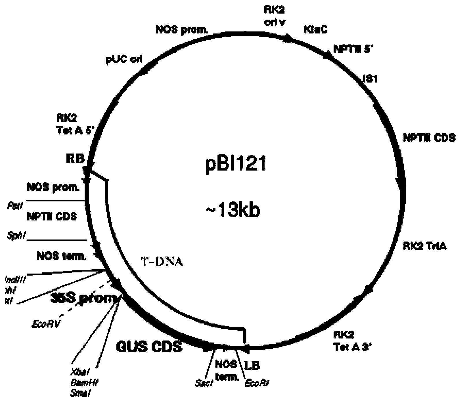 An Agrobacterium-mediated method for cultivating transgenic willow plants